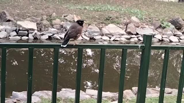 Myna Bird 🕊️ Sound Video By Kingdom of Awais