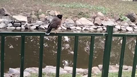 Myna Bird 🕊️ Sound Video By Kingdom of Awais