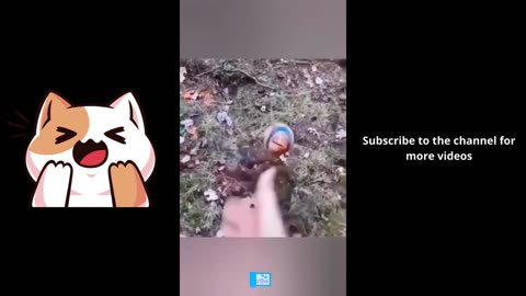 Funniest Animals🐧- Best Of The Funny Animals #shorts