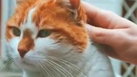 Yellow cat high level