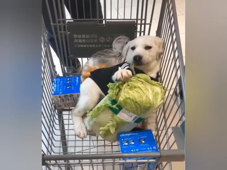 cute pups small pupies