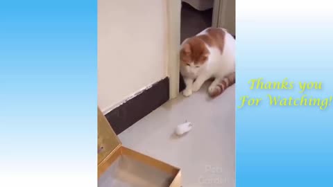 This cat seemed to be just curious, with no will to kill | Viral Animal Planet