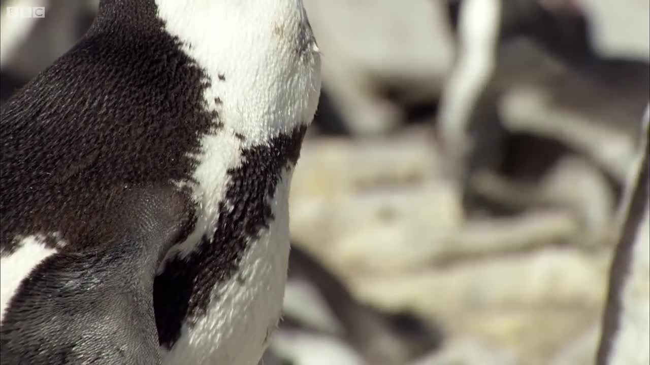 Penguin Protects Egg From African Sun | Africa | BBC Earth