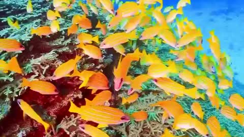 Group of beautiful yellow fishes