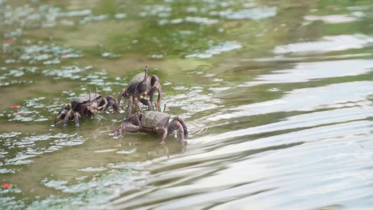 Crabs are eating