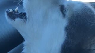 Road Trips with Singing Huskies