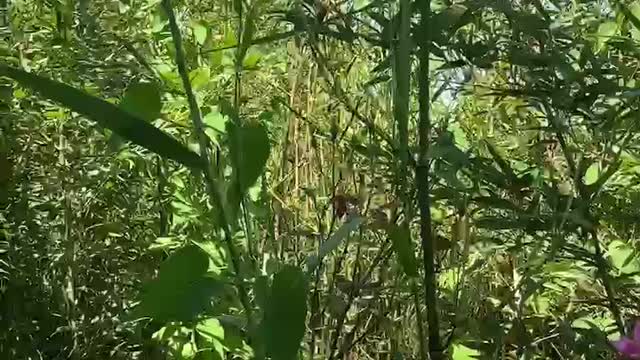 pink flowers on the edge of green plants