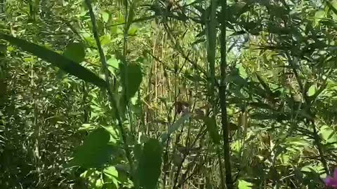 pink flowers on the edge of green plants