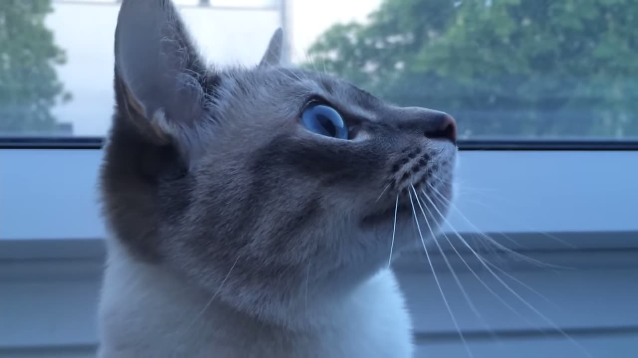 Cat watches pigeon