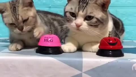 lovely cat funny video !