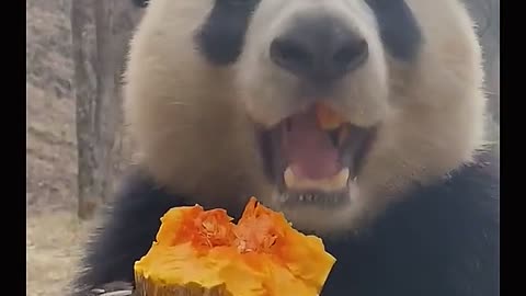 The panda eats