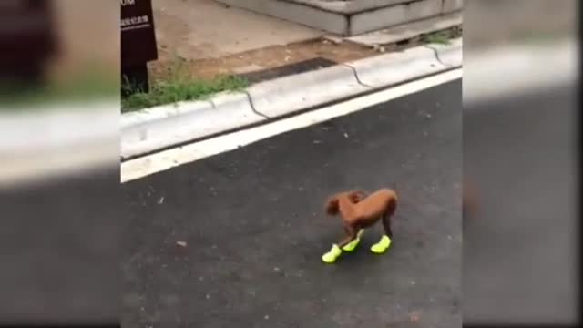 Running puppy l