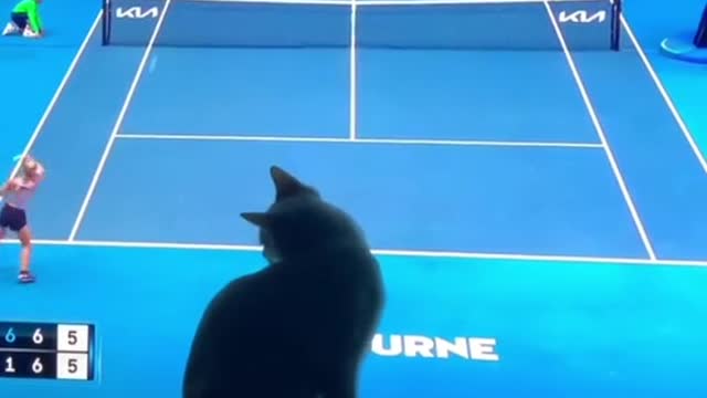 Heisallofuswatchingthe#AusOpen♂(viaquarantinewithkittensIG)