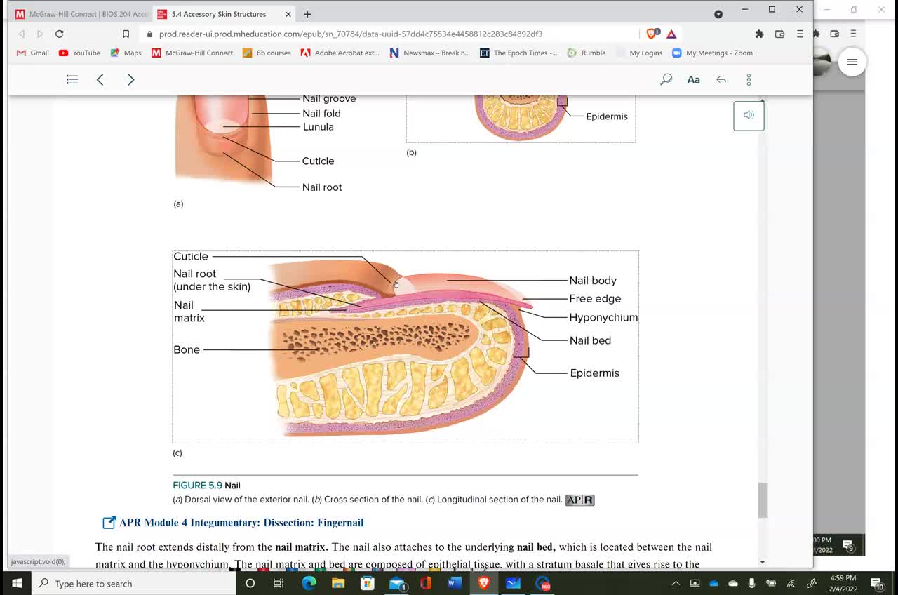 Anatomy & Physiology 1 - Ch. 5 Integument