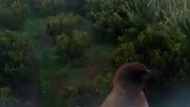 Moroccan Bulbul
