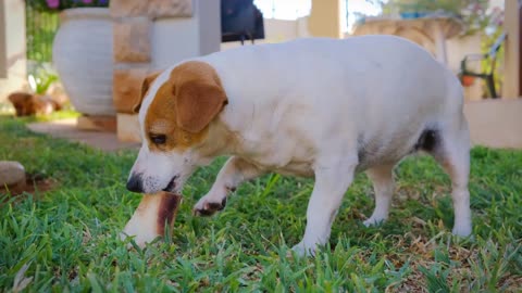 This dog eats hard bones