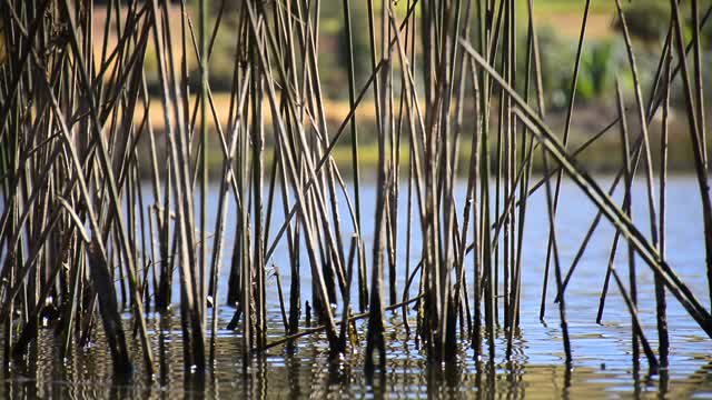 manmade lake