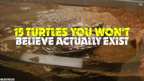 15 Turtles You Won’t Believe Actually Exist