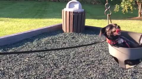 Dog enjoys swinging at the park.