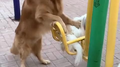 Smart animal_ funny animals_ animal_ smart dog_ funny dog_ animal tiktok China