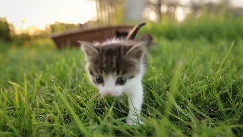 Three cute kittens walking on the grass_