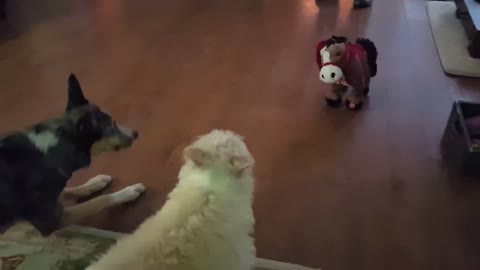 The dogs got a new toy