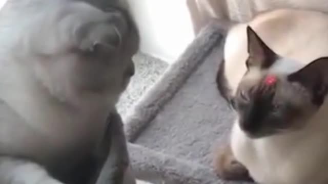 The cat saw the light and hit the cat by chance