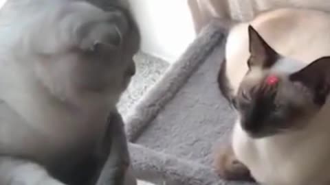 The cat saw the light and hit the cat by chance