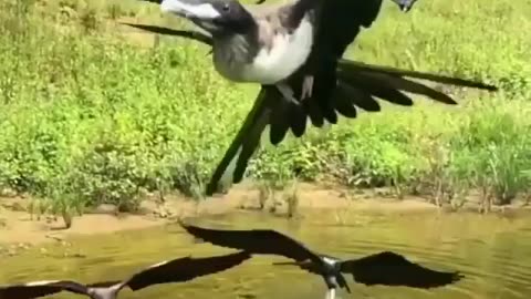 Wildlife & Funs