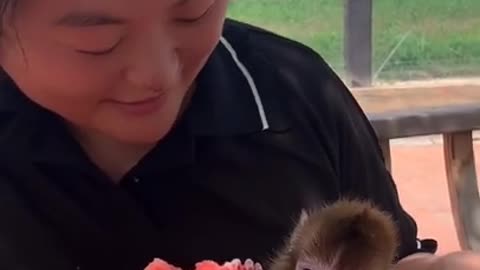 Funny moments from the life of monkeys #1