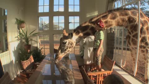 A giraffe sticks its head through the window of a mansion to get a free meal