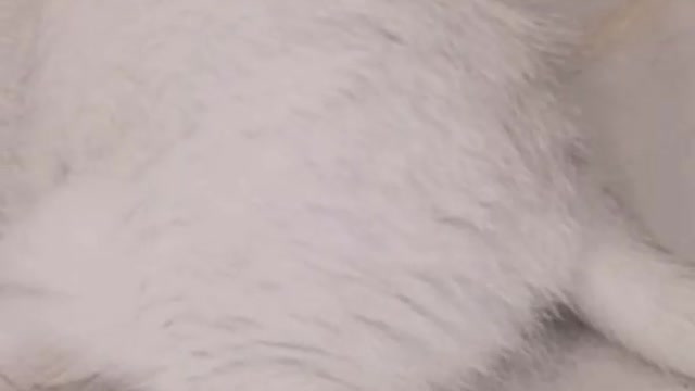 I have a kitten named Mimi. When it sleeps, it looks like a black circle.