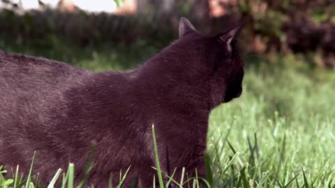 Black Cat Wandering In Backyard Grass Slow Motion