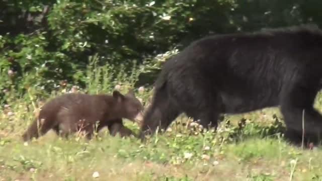 Wild bear with teddy bear