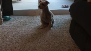 Dog tells brother time to go outside