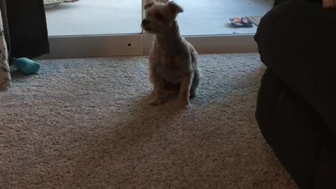 Dog tells brother time to go outside