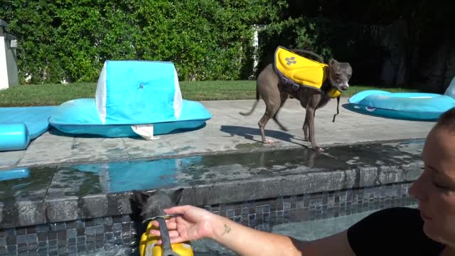 Teaching Dogs How To Swim Easily !!