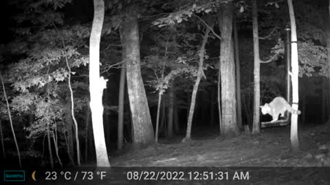 The Woods – 08/22/2022
