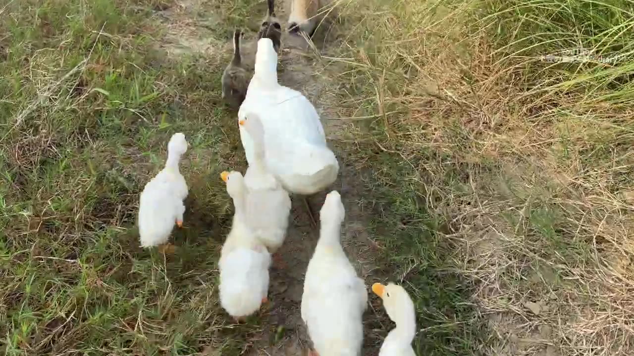 The magic cat finally finished the task! How happy the duckling and mother duck are! Cute and funny