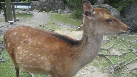 Cute, Funny And Friendly Deer