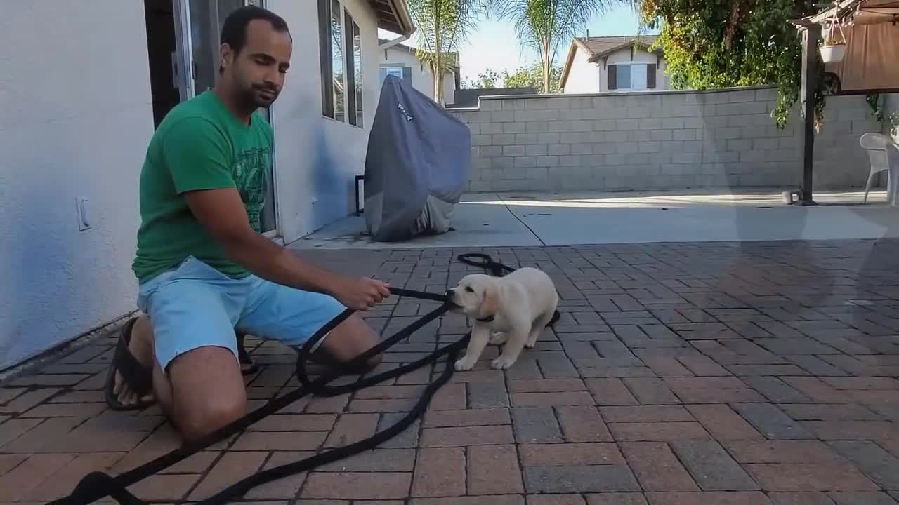 Labrador puppy trainning.