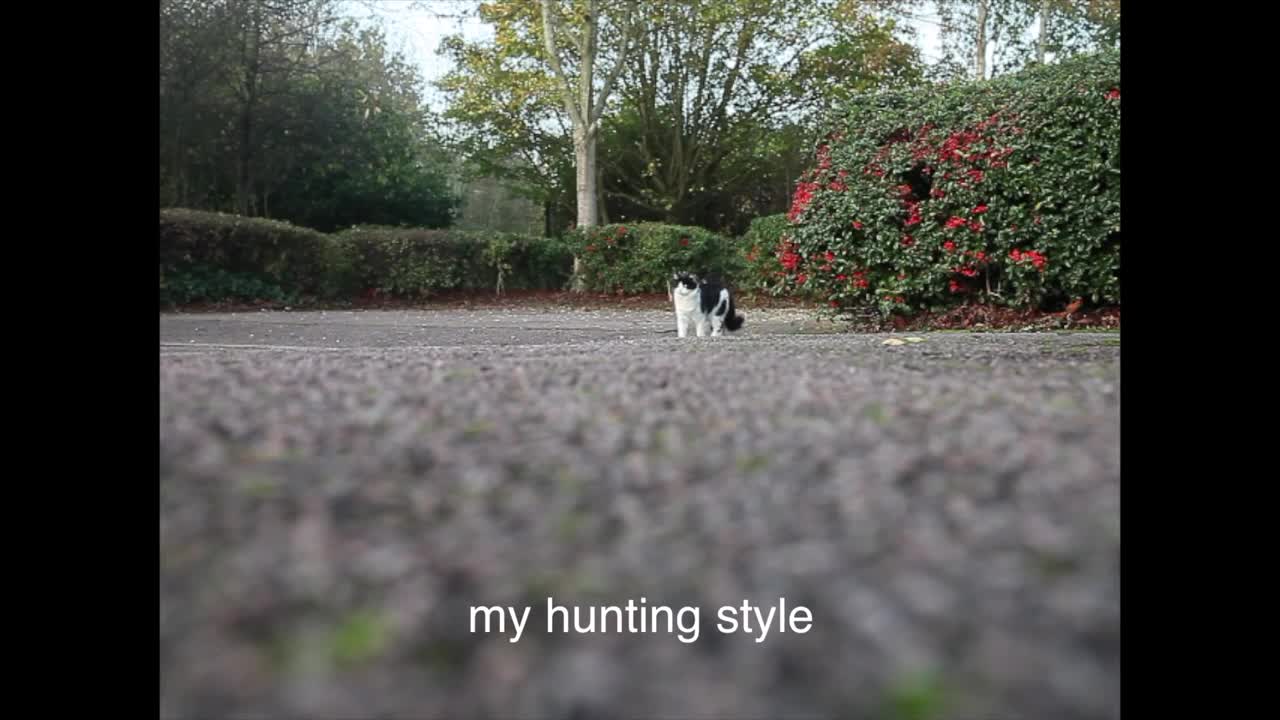 Cat showing his Jackson Moonwalk