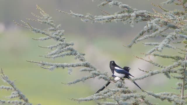 A gentil bird gets some food for his wife