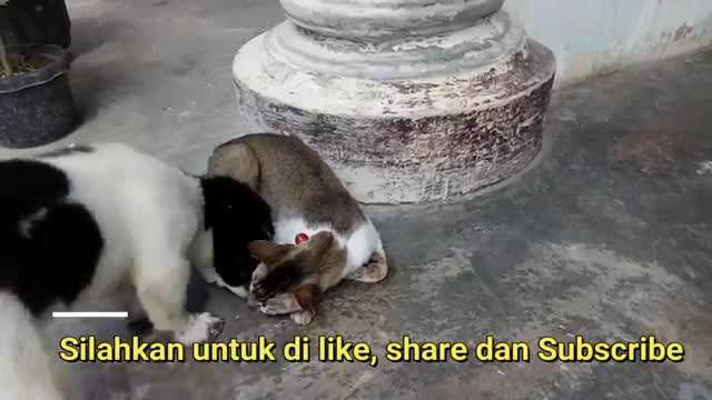 friends since childhood, cute and cuddly