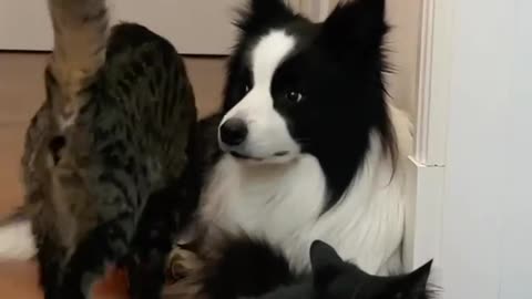 This cat spoils the collie like a girlfriend