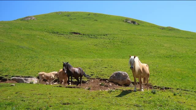 Horses is a very first animal