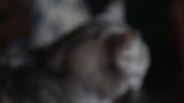 A close up of a silver cat