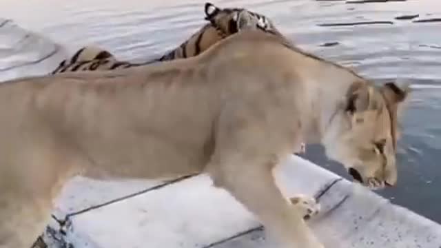 CROCODILE SCARED LION