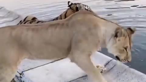 CROCODILE SCARED LION