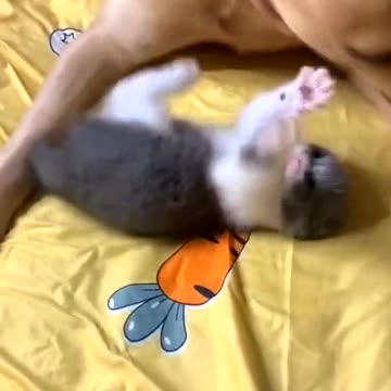 I’m afraid the cat will be eaten in one bite